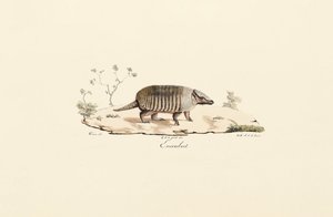 Kilenc sávos karvaly alkotó: Jacques Christophe Werner