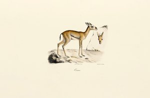  alkotó: Jacques Christophe Werner