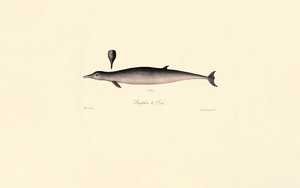 Északi palackorrú bálna alkotó: Jacques Christophe Werner
