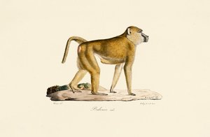 Olive Baboon (hím)