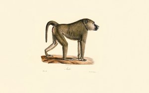 Olive Baboon alkotó: Jacques Christophe Werner