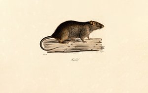  alkotó: Jacques Christophe Werner