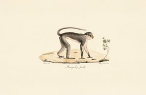 Patas Monkey (nőstény) alkotó: Jacques Christophe Werner