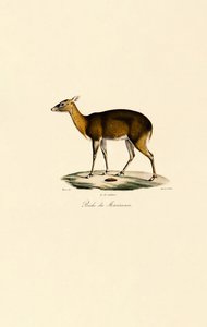 Fülöp-szigeteki pettyes szarvas (Visayan Spotted Deer) alkotó: Jacques Christophe Werner