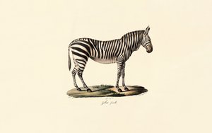 Plains Zebra, nőstény alkotó: Jacques Christophe Werner