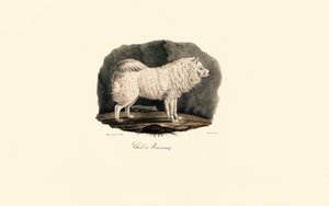 Pomeranian von Jacques Christophe Werner