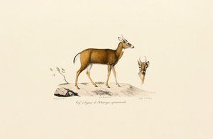  alkotó: Jacques Christophe Werner