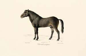  alkotó: Jacques Christophe Werner