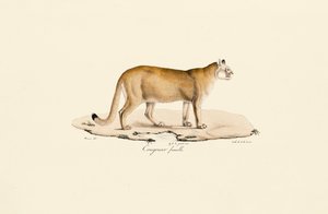 Puma, nőstény alkotó: Jacques Christophe Werner