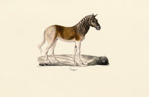 Quagga