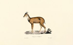 Vörös erdei búvár alkotó: Jacques Christophe Werner