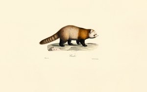 Vörös panda (Ailurus fulgens) alkotó: Jacques Christophe Werner