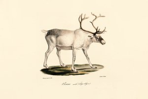  alkotó: Jacques Christophe Werner