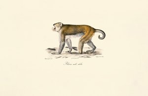 Rhesus makákó (Macaca mulatta) alkotó: Jacques Christophe Werner