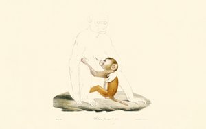 Rhesus makákó csecsemő alkotó: Jacques Christophe Werner