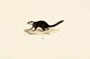  alkotó: Jacques Christophe Werner