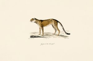 Szenegáli gepárd alkotó: Jacques Christophe Werner