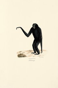 Siamang (Symphalangus syndactylus) alkotó: Jacques Christophe Werner