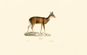 Sitatunga (Tachazan) alkotó: Jacques Christophe Werner