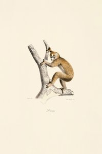  alkotó: Jacques Christophe Werner