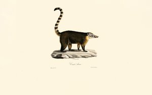 Dél-amerikai coati (Nasua nasua) alkotó: Jacques Christophe Werner