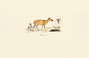 Dél-amerikai szarvasfajok alkotó: Jacques Christophe Werner