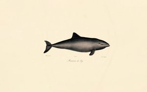 Déli bálna delfin alkotó: Jacques Christophe Werner
