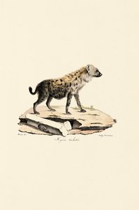 Foltos hiéna alkotó: Jacques Christophe Werner