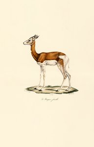 Springbok (Női) alkotó: Jacques Christophe Werner
