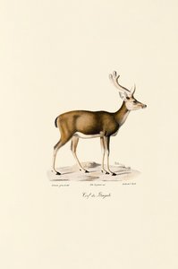 Mocsári szarvas alkotó: Jacques Christophe Werner