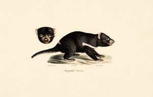  alkotó: Jacques Christophe Werner