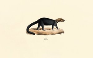 Tayra alkotó: Jacques Christophe Werner