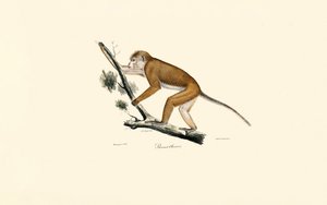  alkotó: Jacques Christophe Werner