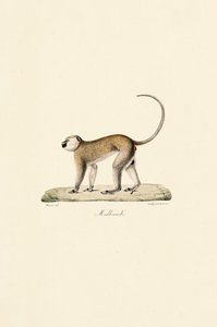  alkotó: Jacques Christophe Werner
