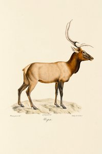 Wapiti alkotó: Jacques Christophe Werner
