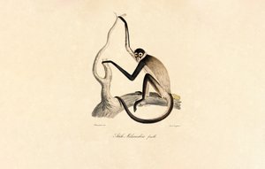  alkotó: Jacques Christophe Werner