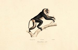 Fehérgalléros mangabey (hím) alkotó: Jacques Christophe Werner