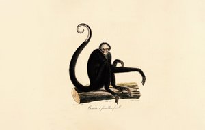  alkotó: Jacques Christophe Werner