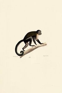  alkotó: Jacques Christophe Werner