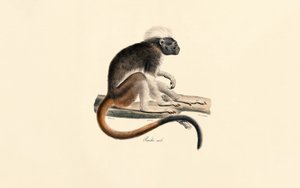  alkotó: Jacques Christophe Werner