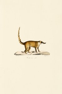 Fehérorrú coati (hím) alkotó: Jacques Christophe Werner