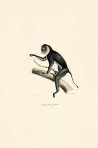  alkotó: Jacques Christophe Werner