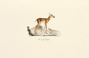 Fehérfarkú szarvas - őz alkotó: Jacques Christophe Werner