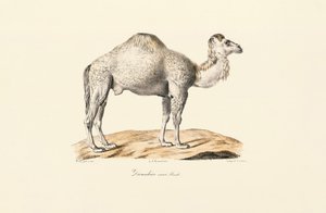 Fehér dromedár alkotó: Jacques Christophe Werner
