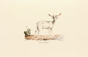 Fehér dámszarvas változat alkotó: Jacques Christophe Werner