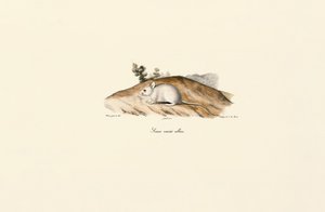 Fehér jerboa (Albine egér) alkotó: Jacques Christophe Werner