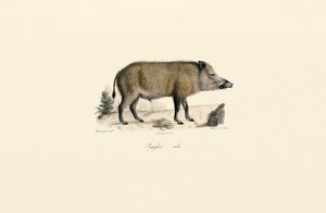 Vaddisznó alkotó: Jacques Christophe Werner