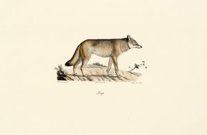 Farkas (Canis lupus) alkotó: Jacques Christophe Werner