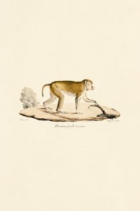 Fiatal nőstény éjszakai majom alkotó: Jacques Christophe Werner