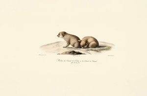  alkotó: Jacques Christophe Werner